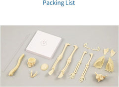 Teng Xin - Explore Science Bone Assembly