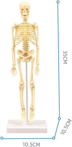 Teng Xin - Explore Science Bone Assembly