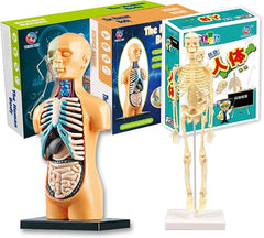 Teng Xin - Explore Science Bone Assembly